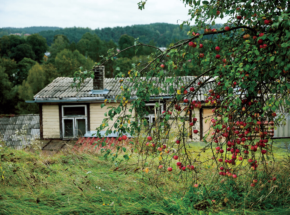 ジョナス・メカスが愛したリトアニアの森。