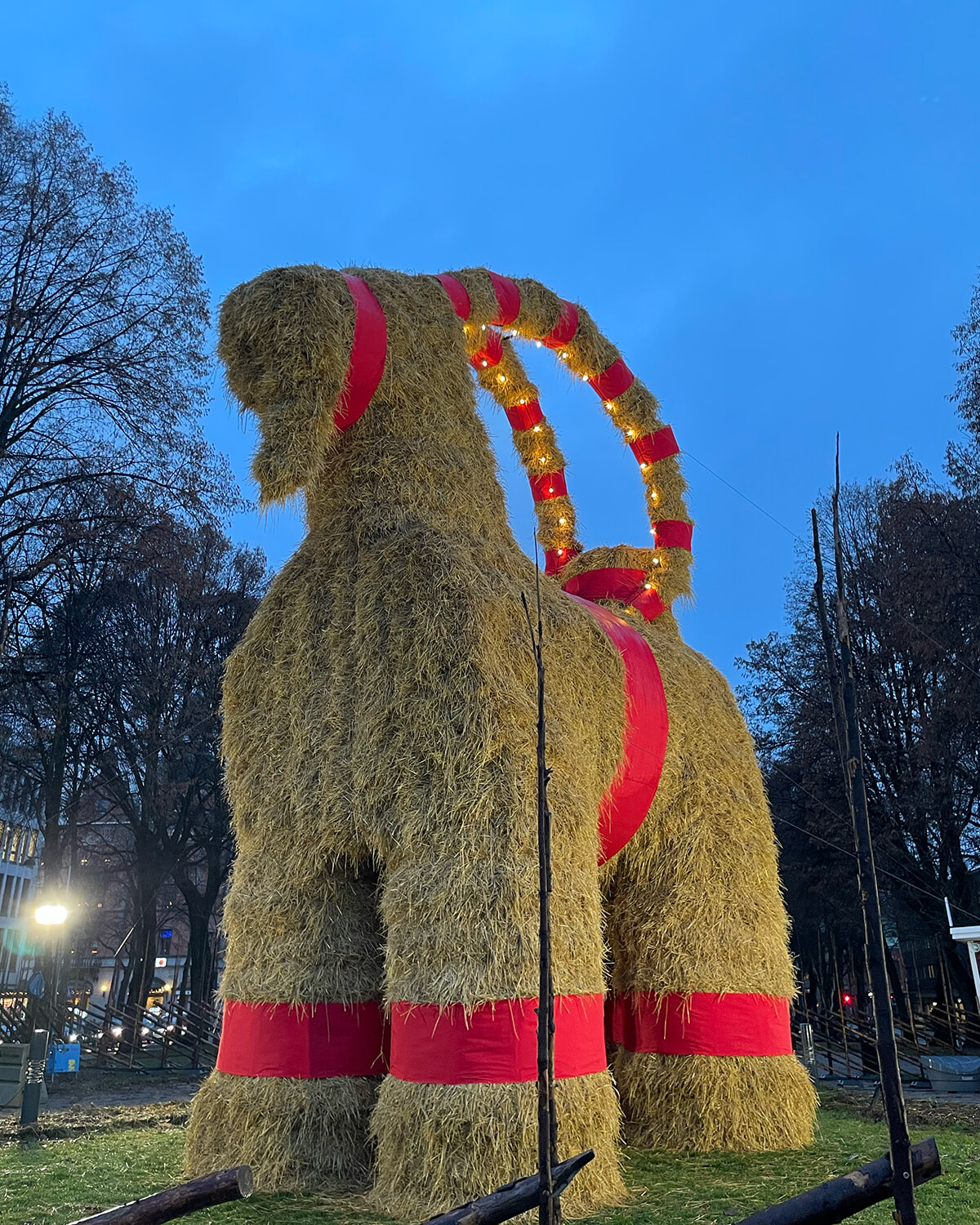 悲惨な運命？ 巨大ヤギを「ライブで見守る」スウェーデンの奇妙な冬の風物詩。