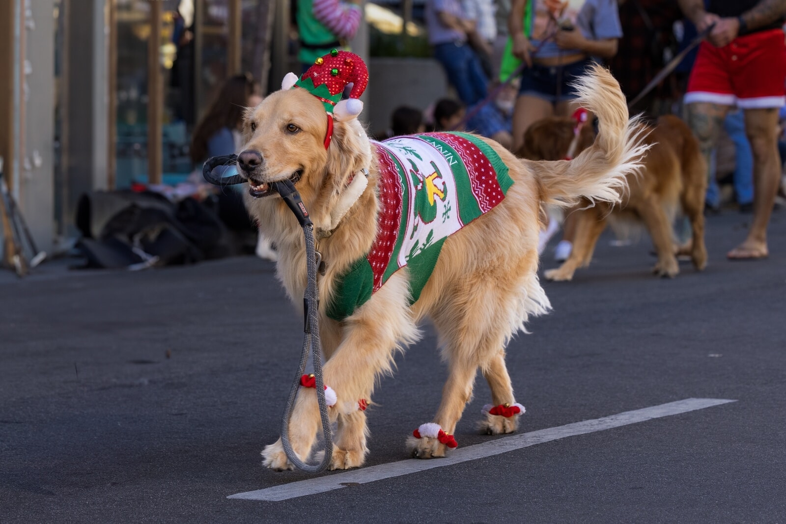 クリスマスセーターで着飾った犬たち、ロンドンをパレード！？