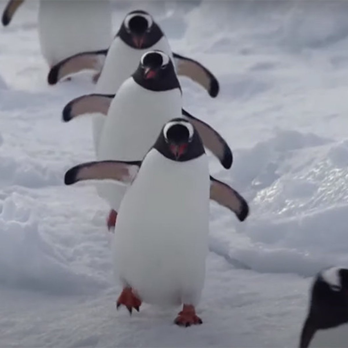 ペンギン観察もあり？ 英国の南極施設がスタッフ募集中。